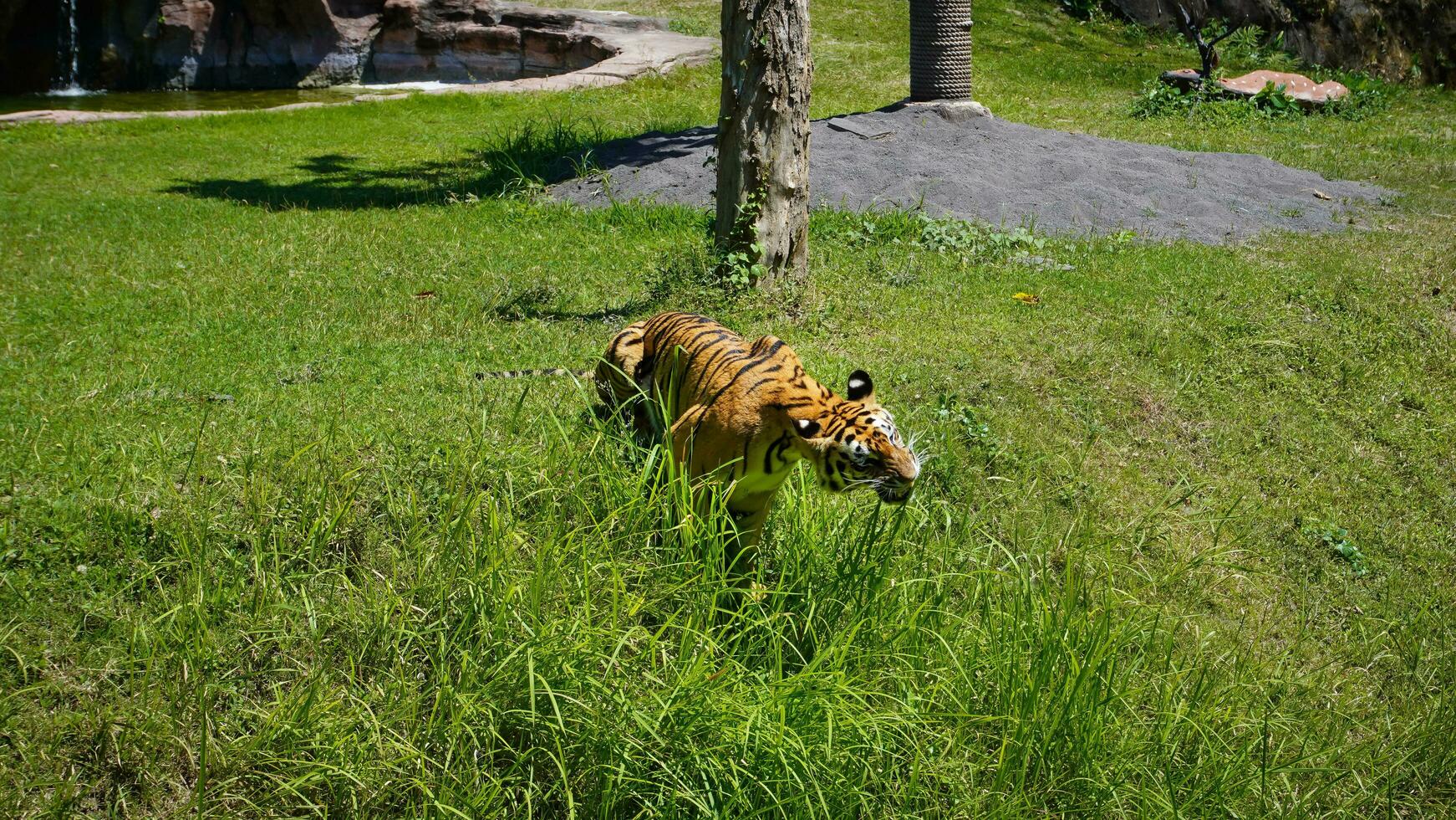 a tiger eating grass on a green meadow photo