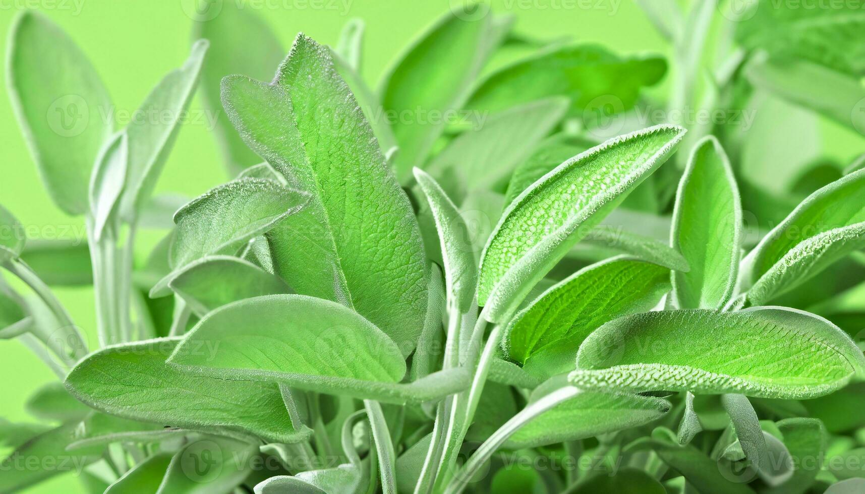 Sage leaf medicine herbal ingredient. Health aromatherapy herb. Generative AI photo