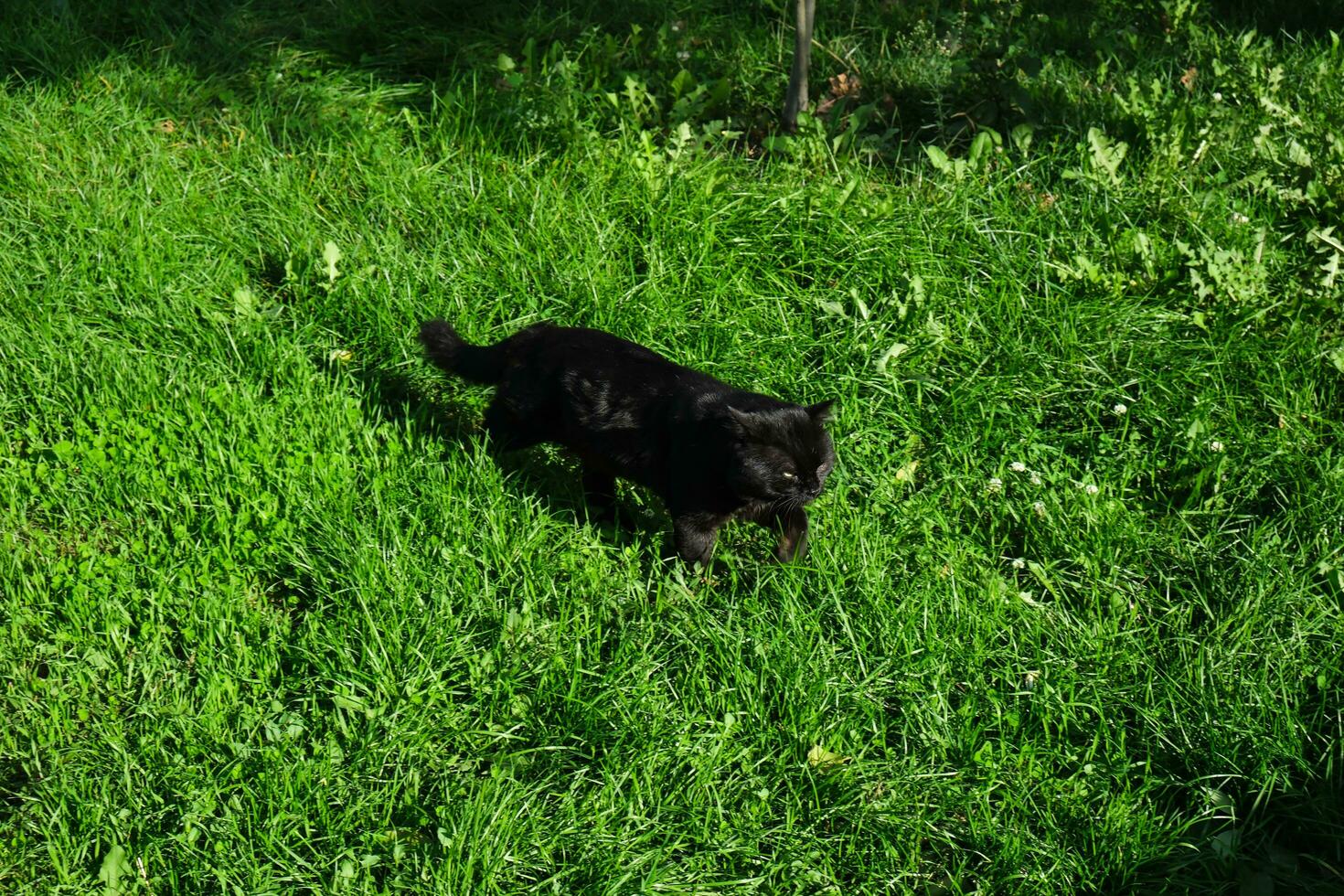 Black furious cat is looking for a hunt on the green grass photo