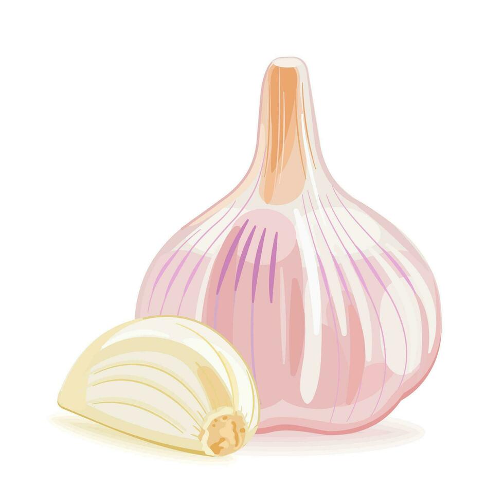 Garlic with a clove. Vector illustration on white background