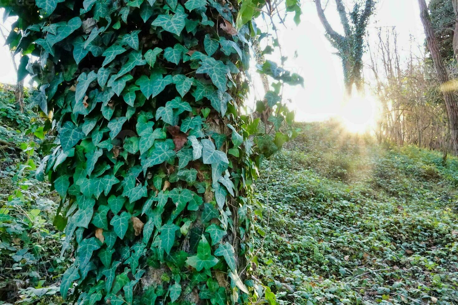 Sunshine through the trees photo