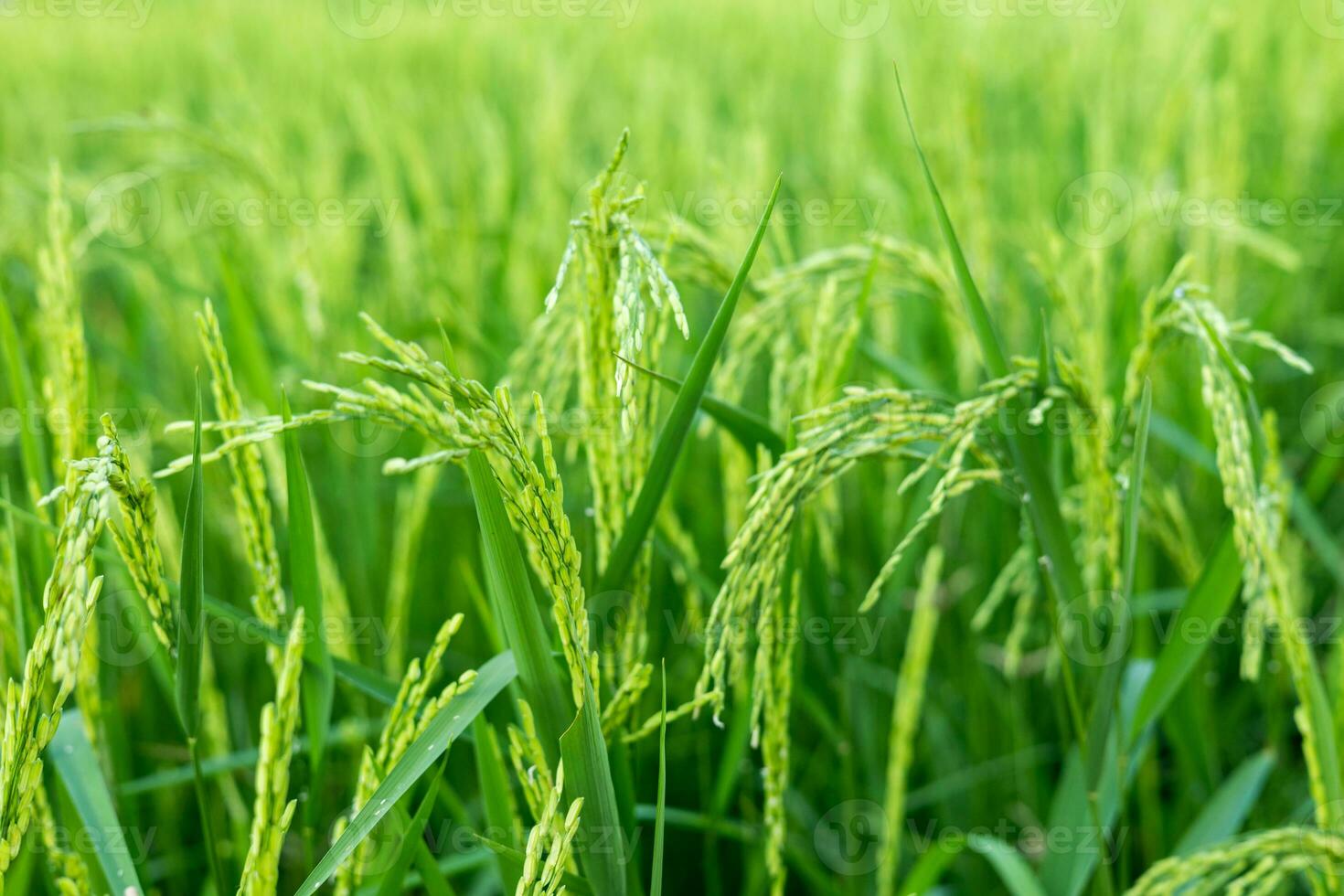 green rice fields In the warm sunlight Ideas for growing plants without toxic chemicals photo