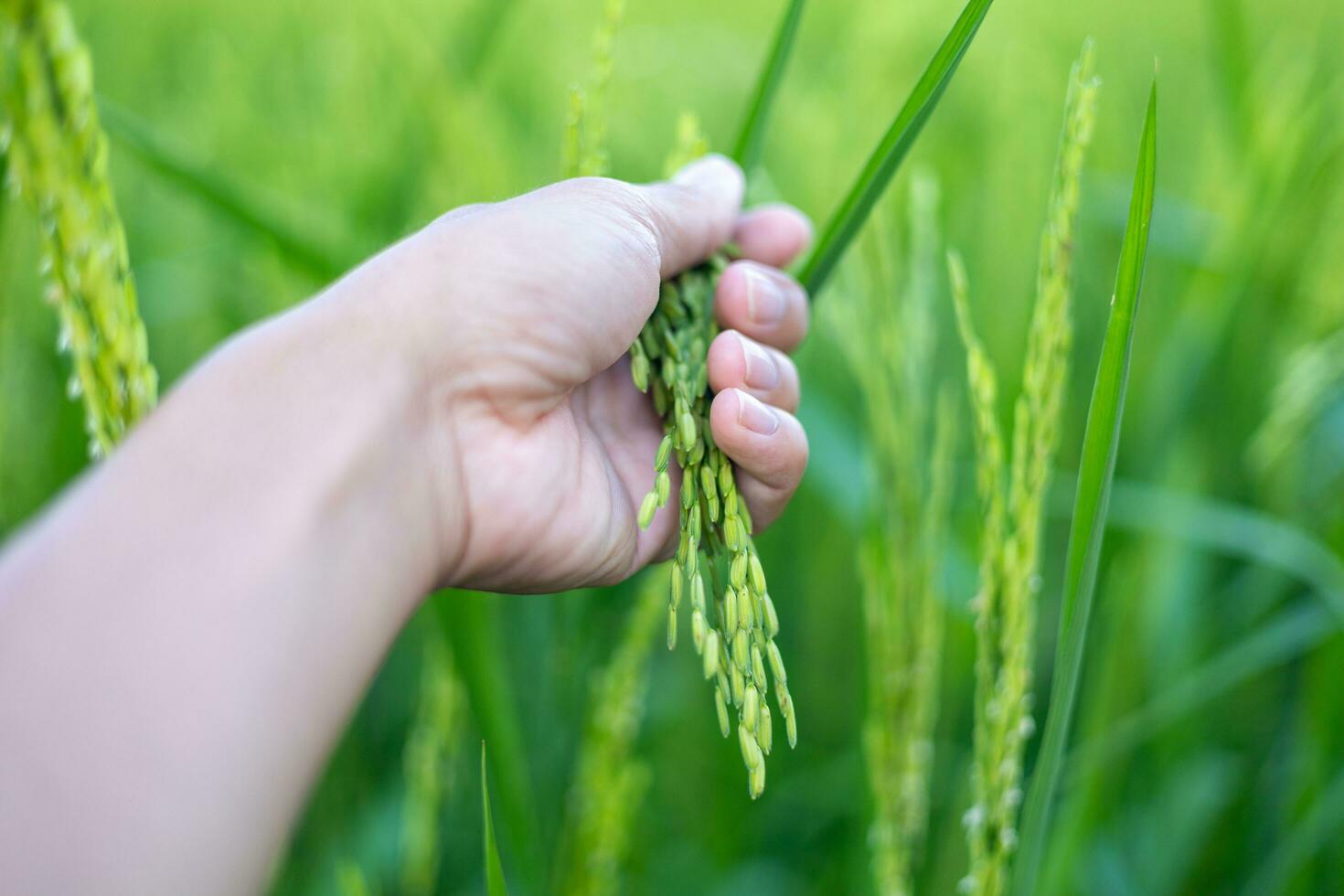 A farmer's hand touches an ear of green rice to check the yield. In the warm sunlight Ideas for growing plants without toxic substances photo