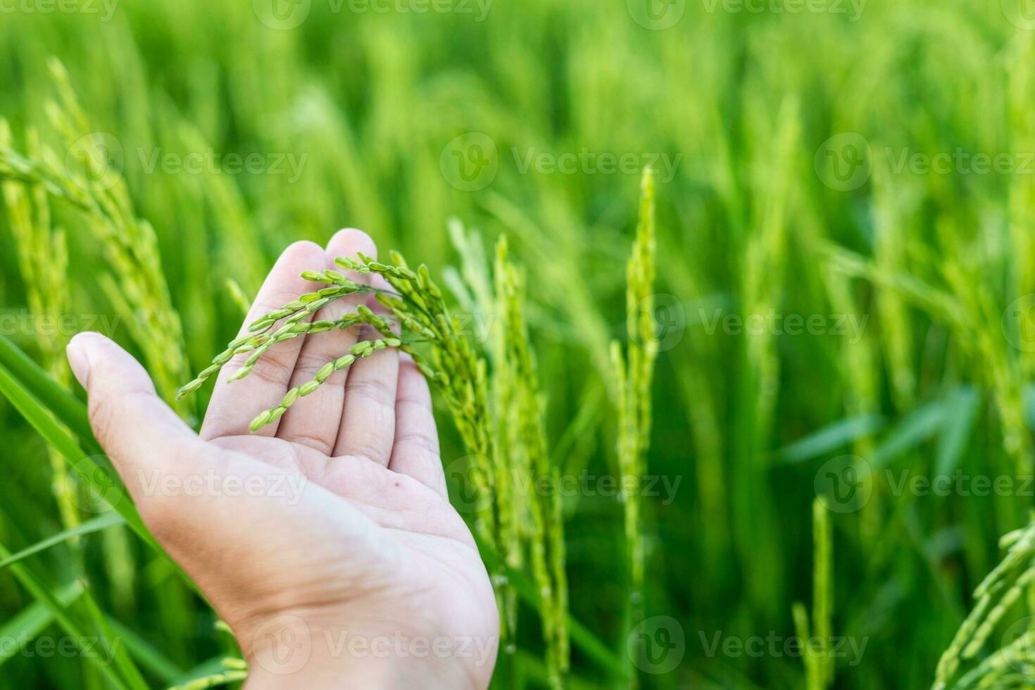 A farmer's hand touches an ear of green rice to check the yield. In the warm sunlight Ideas for growing plants without toxic substances photo