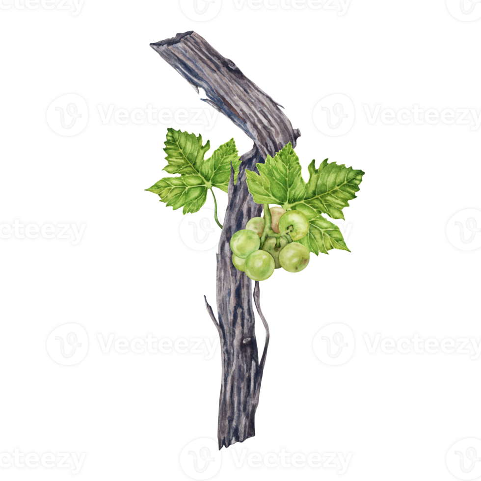 Watercolor illustration of grape vine with green leaves and white grape bunch isolated on transparent background. png