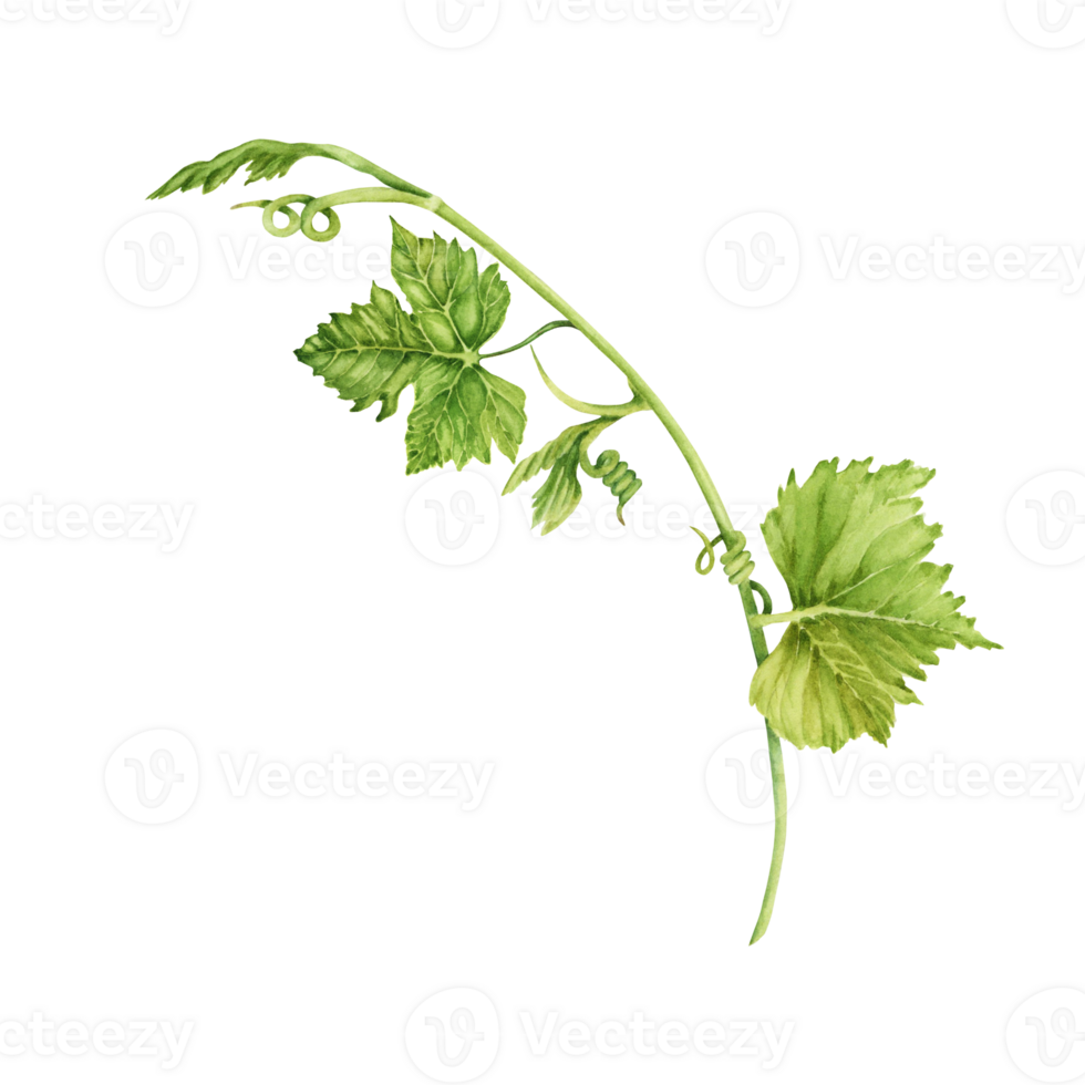 Grape branch with green leaves and tendrils isolated on transparent background. Hand drawn watercolor illustration. For wine making and tasting designs, cards, invitations, menus, decoration png
