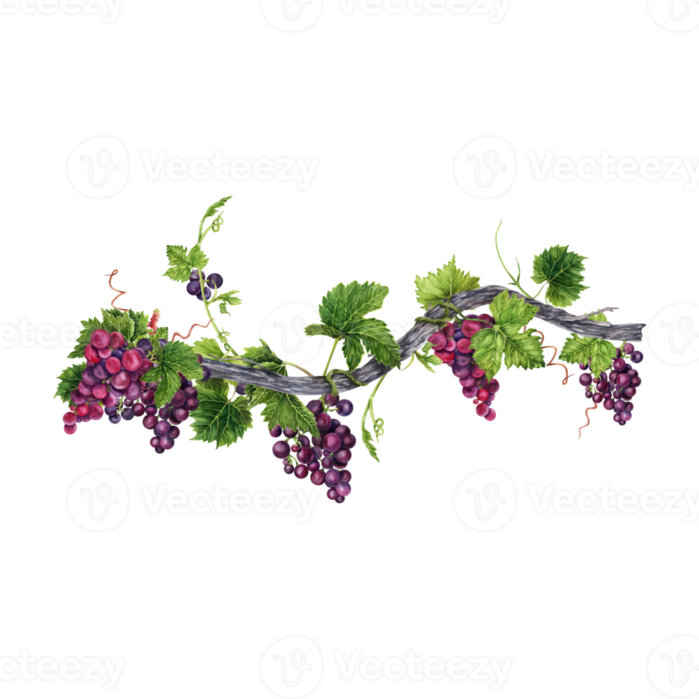 Bunch of red grapes with green leaves on old vine isolated on transparent background. Hand drawn watercolor illustration. Perfect for frame and card borders. png