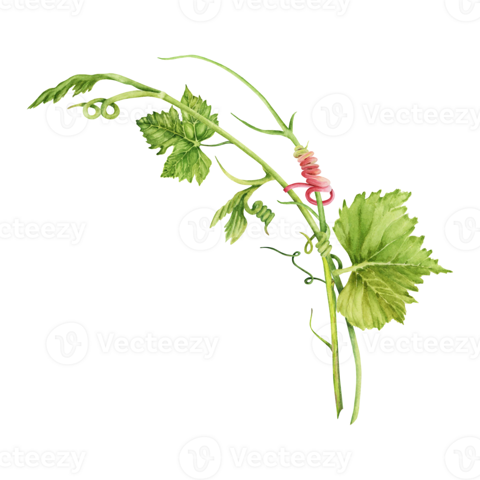 Wine grape branch with green leaves and tendrils isolated on transparent background. Hand drawn watercolor illustration. For wine making and tasting designs, cards, invitations, menus, decoration png