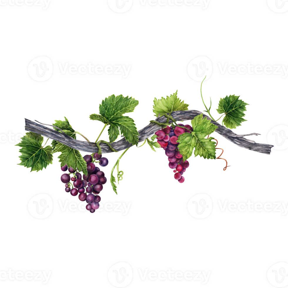 Bunch of red and purple grapes with green leaves on old vines isolated on transparent background. Hand drawn watercolor illustration. Perfect for frame and card borders. png