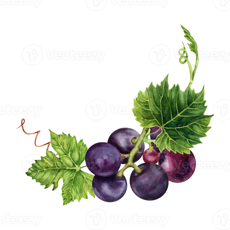 Bunch of purple grapes with green vine leaves. Hand drawn watercolor illustration isolated on transparent background. Wine tasting events, cards, invitations, restaurant menus. Wine making design. png