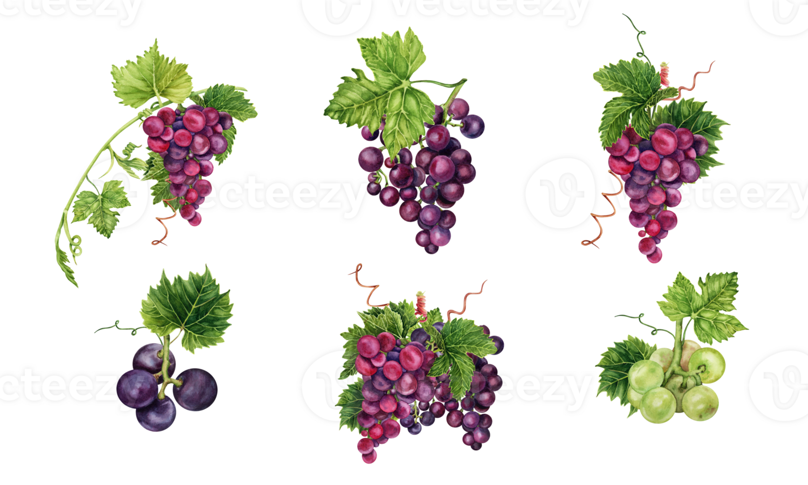 Bunch of grapes with green vine leaves and tendrils. Hand drawn watercolor illustrations isolated on transparent background. Wine making collection for menus, restaurants, wine bars and invitations. png