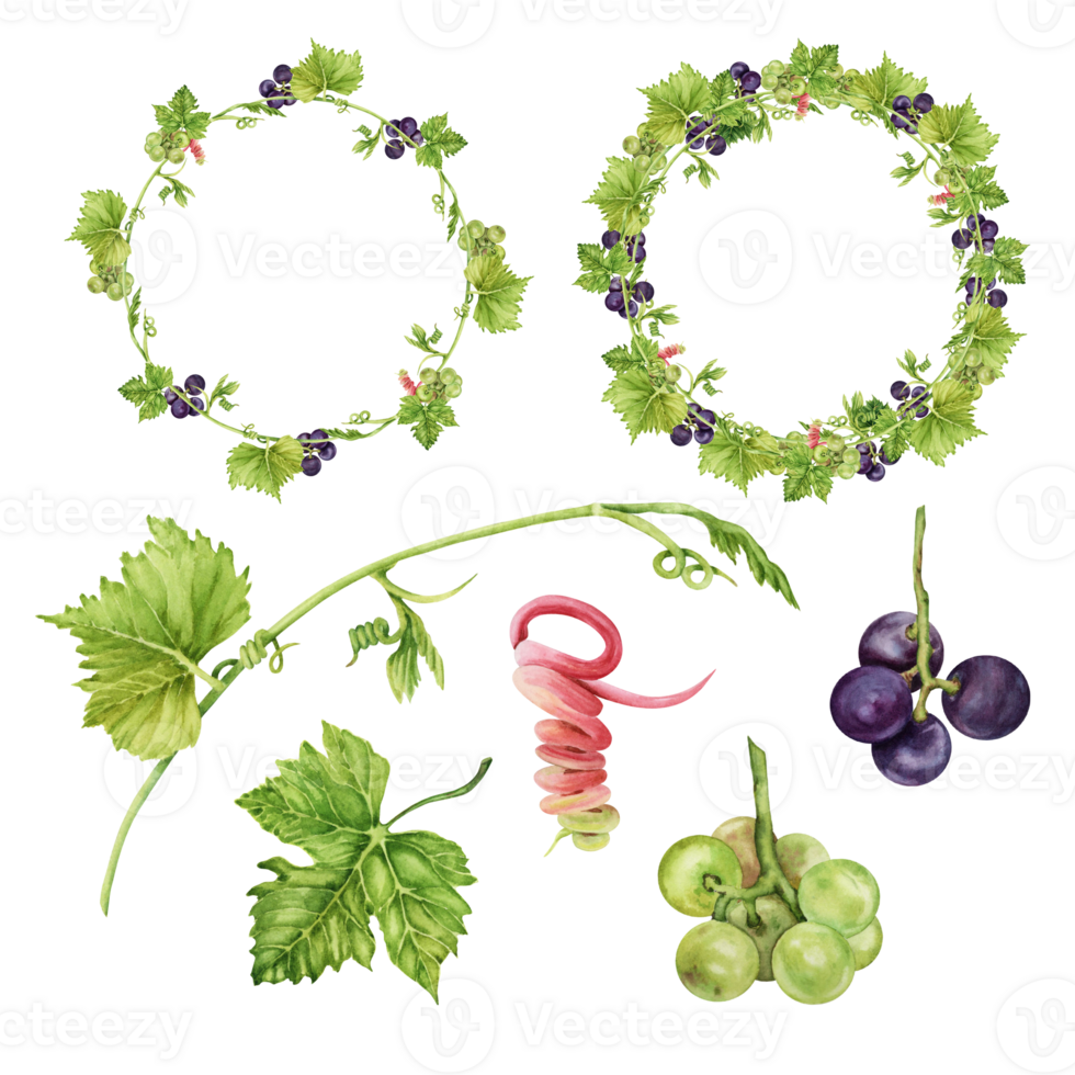 Set of isolated wine collection elemets. Round frames with green and purple grapes and leaves. Watercolor hand drawn illustration perfect for cards, invitations and other designs png