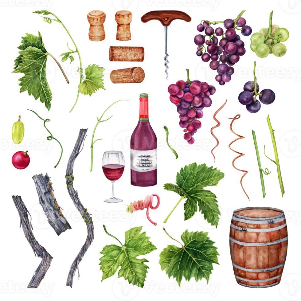 Set of grapes, wine glass, bottle,  corkscrew, barrel, grape leaves. Hand drawn watercolor illustration on transparent background. Perfect for restaurant menus and wine tasting designs. png