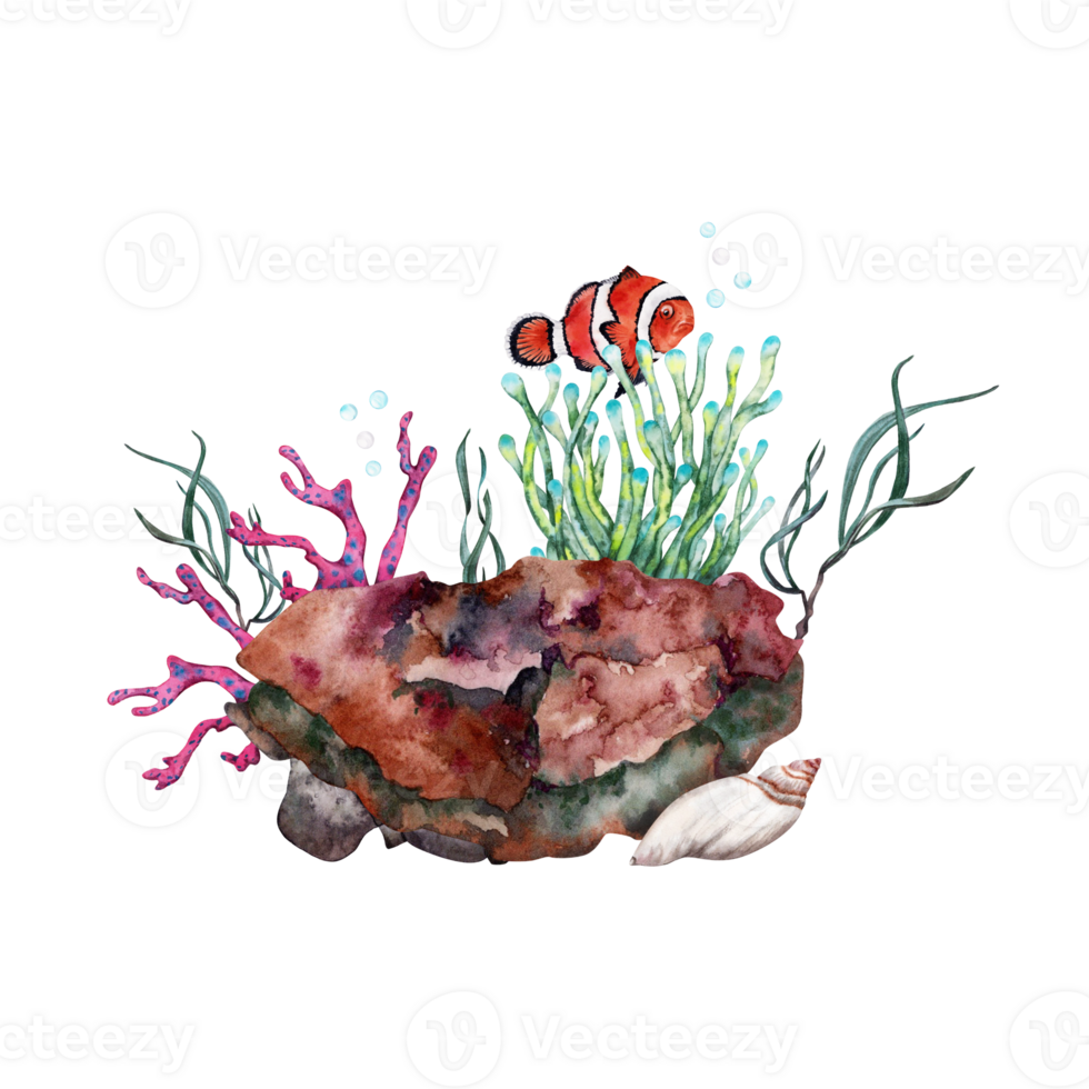 Orange clown fish near anemone growing over reef rock with corals and seaweed. Hand drawn watercolor illustration. Part of tropical underwater collection. png