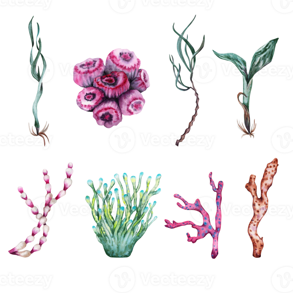 Collection of Seaweed, Water Plants and Reef Corals. Underwater Tropical Collection. For Marine Life Designs. Under the Sea Group of Elements. png