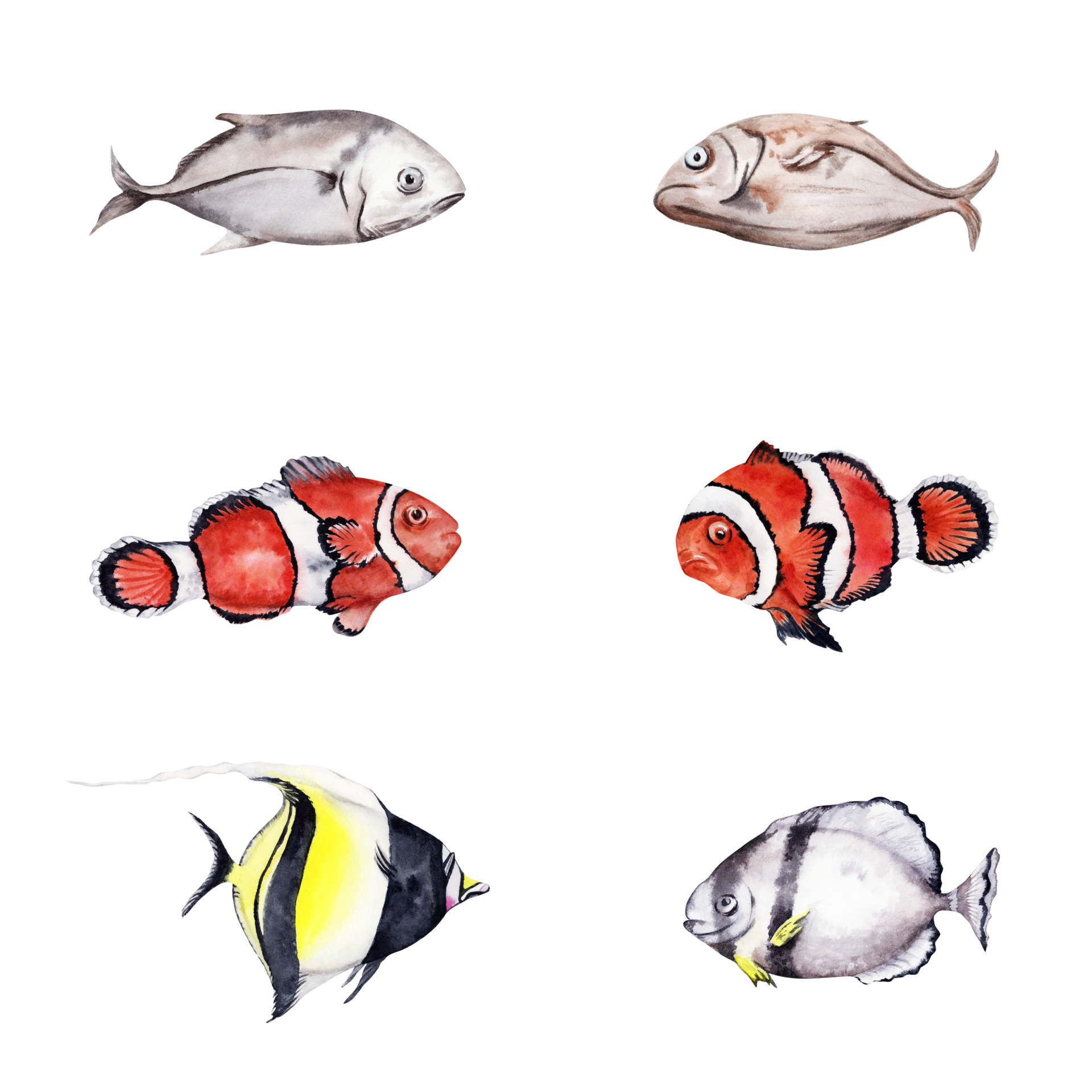 Collection of coral reef tropical fishes including clown fish and