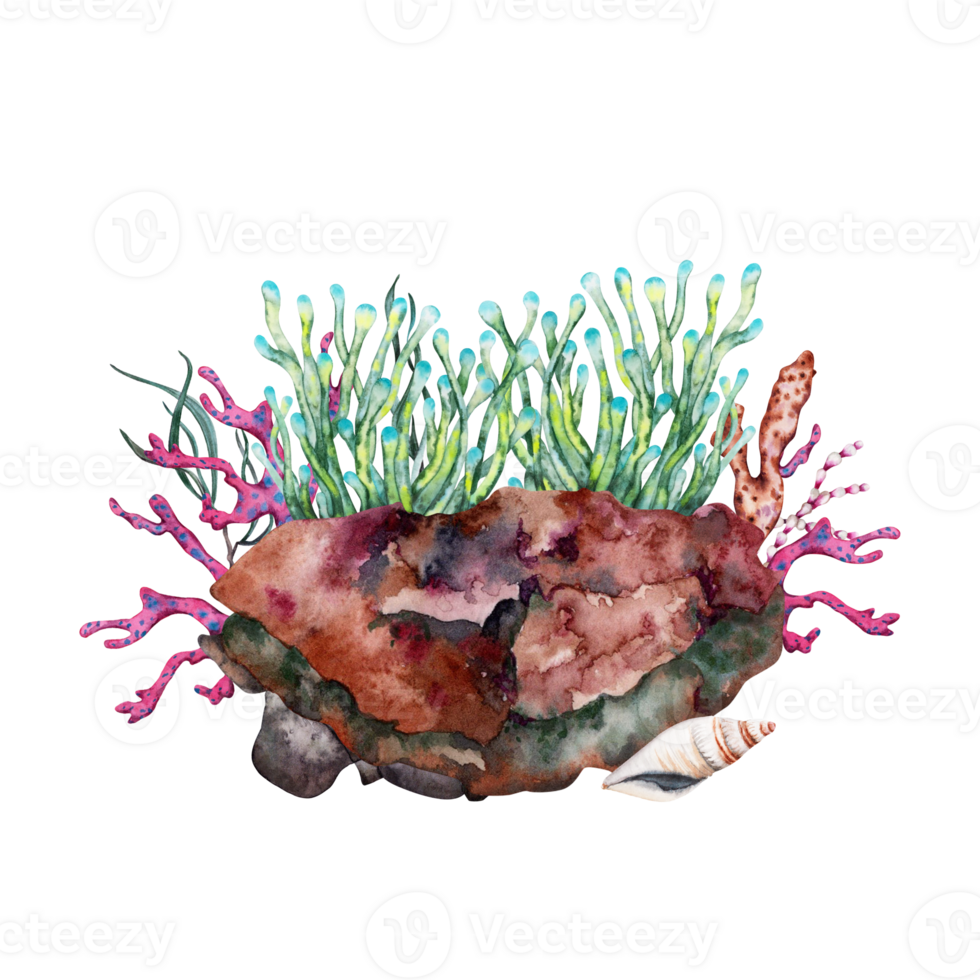 verde anemone in crescita al di sopra di scogliera roccia con coralli e alga marina. mano disegnato acquerello illustrazione. tropicale subacqueo collezione. png