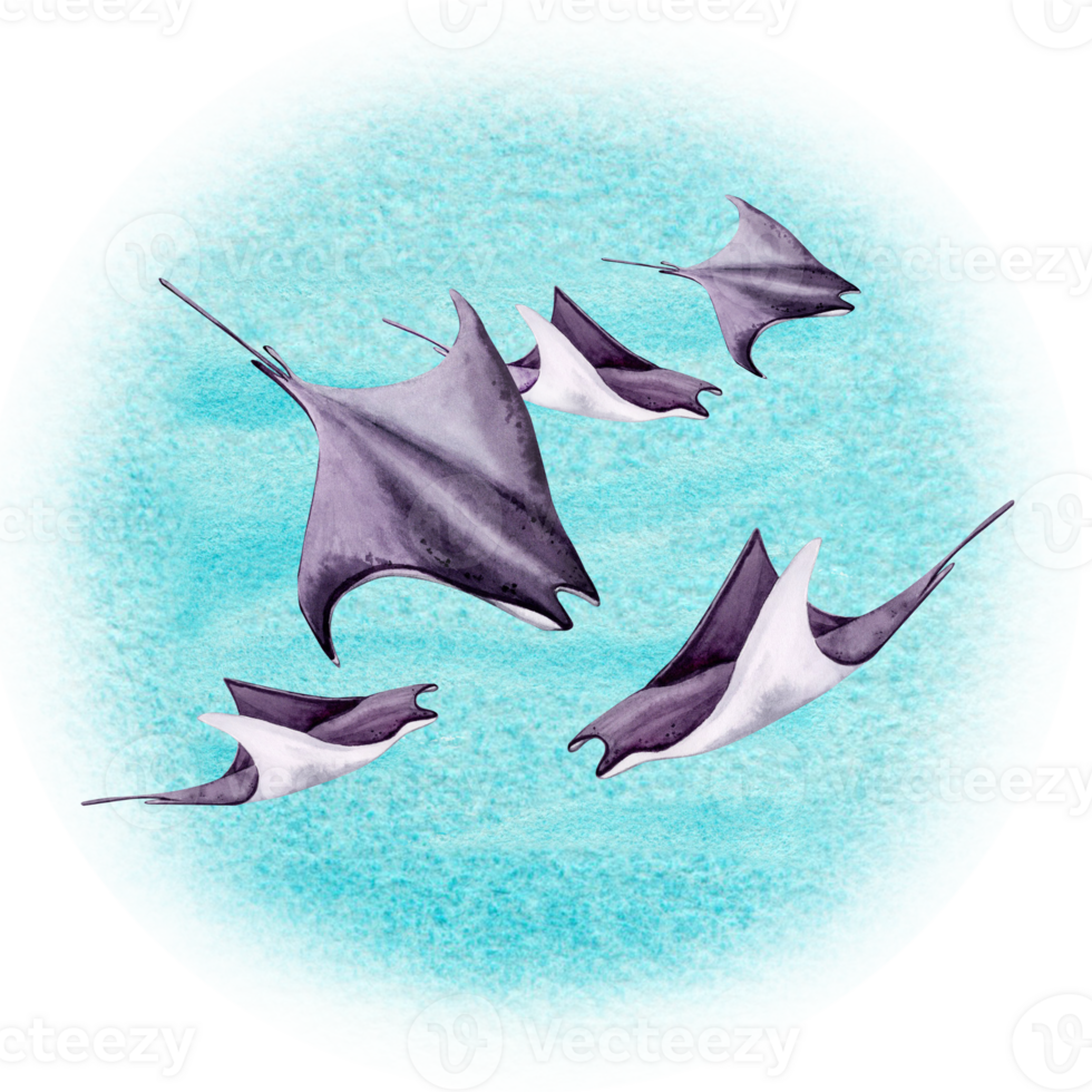 A Group of Manta Rays Aquatic Ocean Animals on Turquoise Blue Background. Hand Drawn Watercolor Illustration. For designs, printing and decoration. png