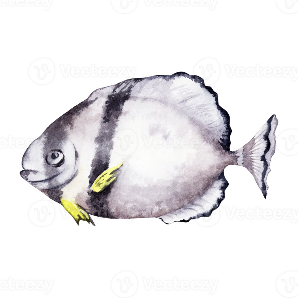 Black and white ocean fish. Hand drawn watercolor illustration isolated on transparent background. Coral reef marine life design element. png