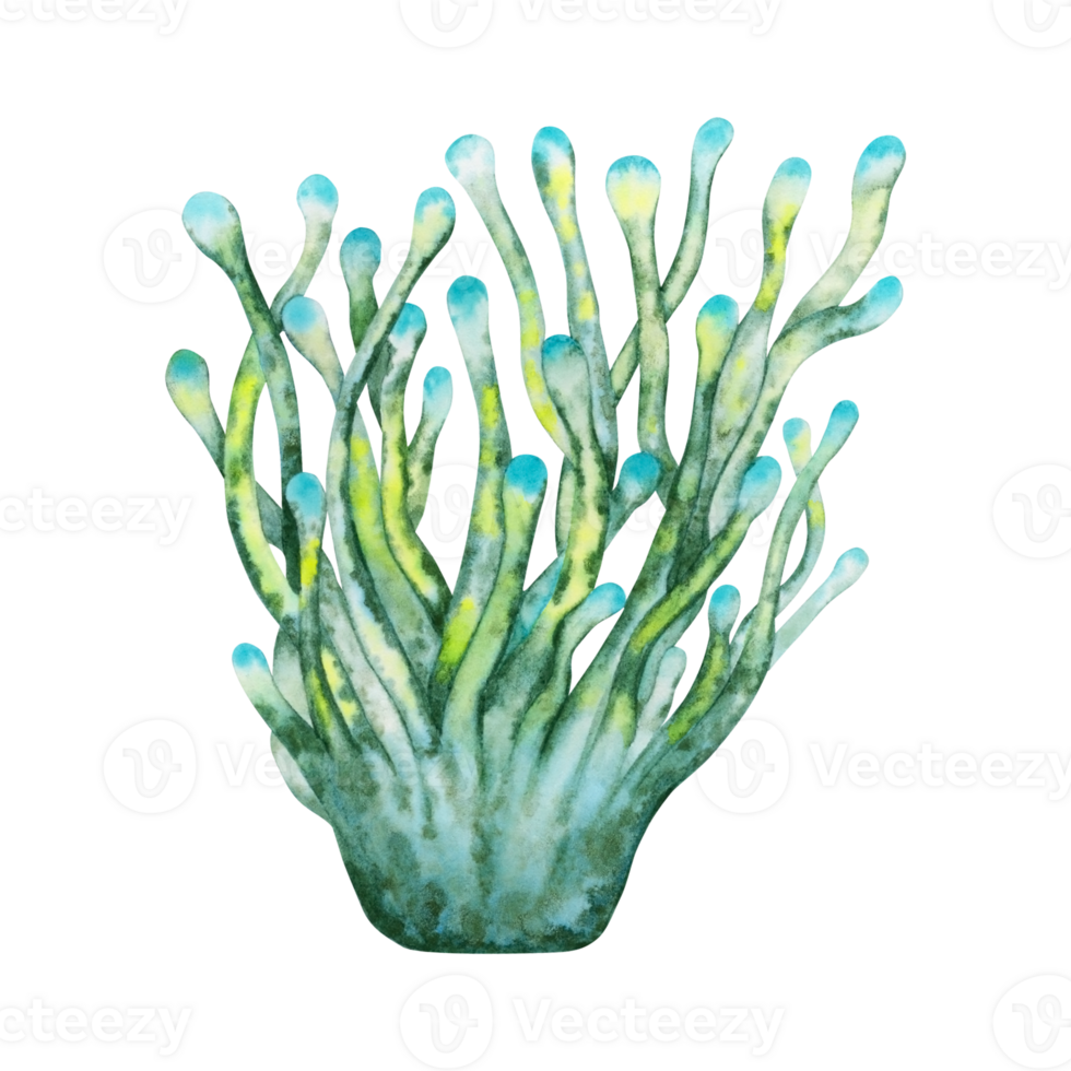acuarela ilustración de anémona coral. mano dibujado ilustración aislado en transparente antecedentes. parte de coral arrecife recopilación. png