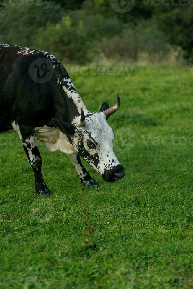 black and white cow grazing on meadow in mountains. photo