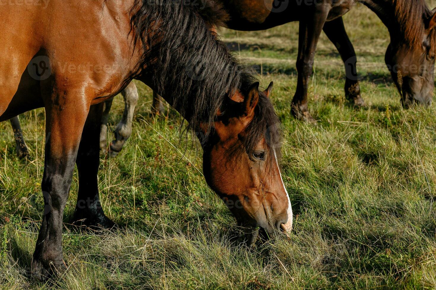 Horses grazed on a mountain pasture against mountains. photo