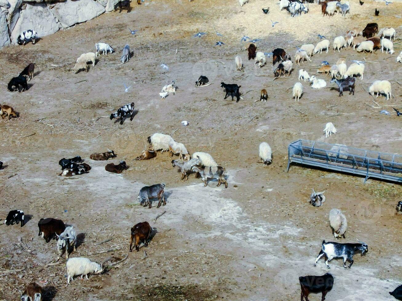 Farm animals grazing photo