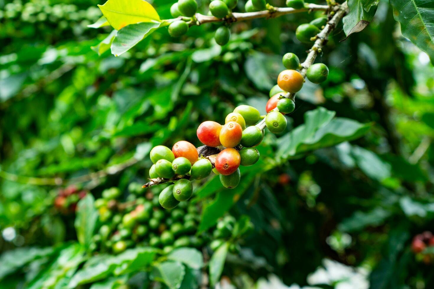 Coffee arabica cherry fruit on trees. Ripe robusta coffee cherries photo