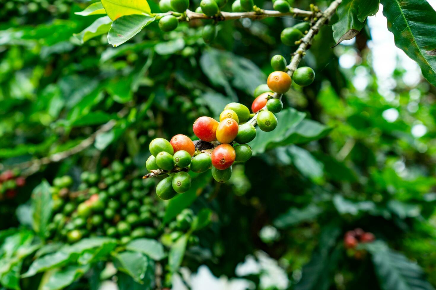 Arabica coffee cherry fruit on trees. Ripe robusta coffee cherries photo