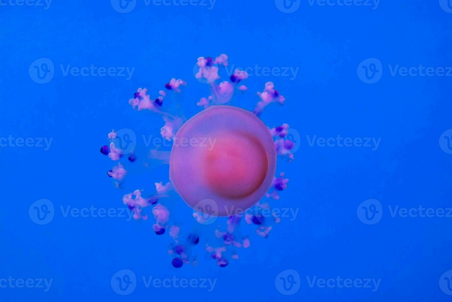 Jellyfish in the ocean photo