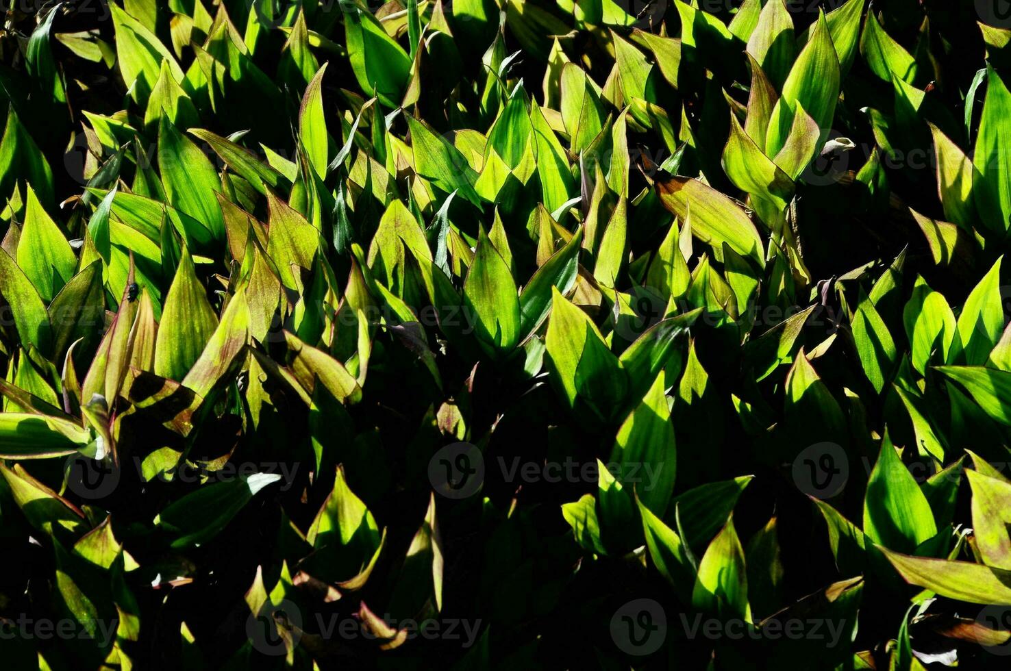 Field of crops photo