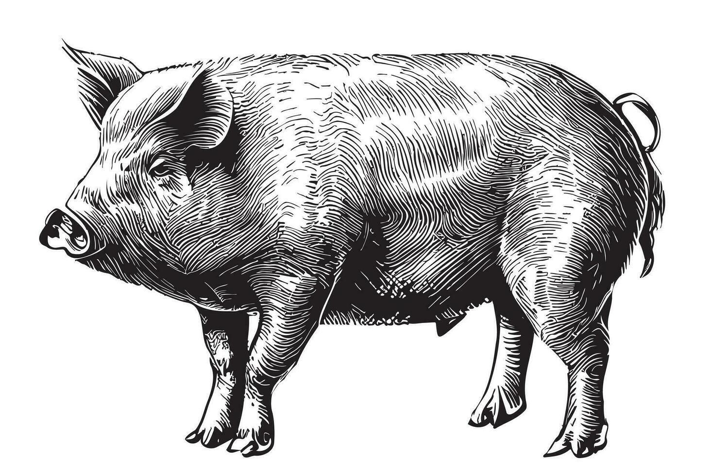 Pig sketch hand drawn in doodle style Vector illustration