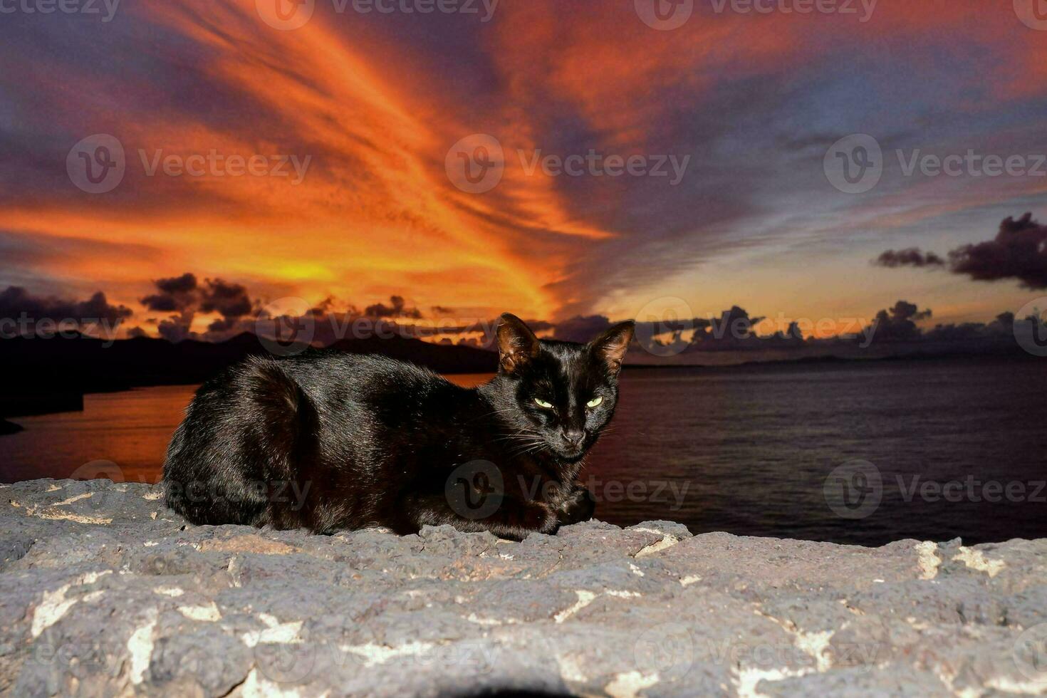 Cat sitting by the coast photo