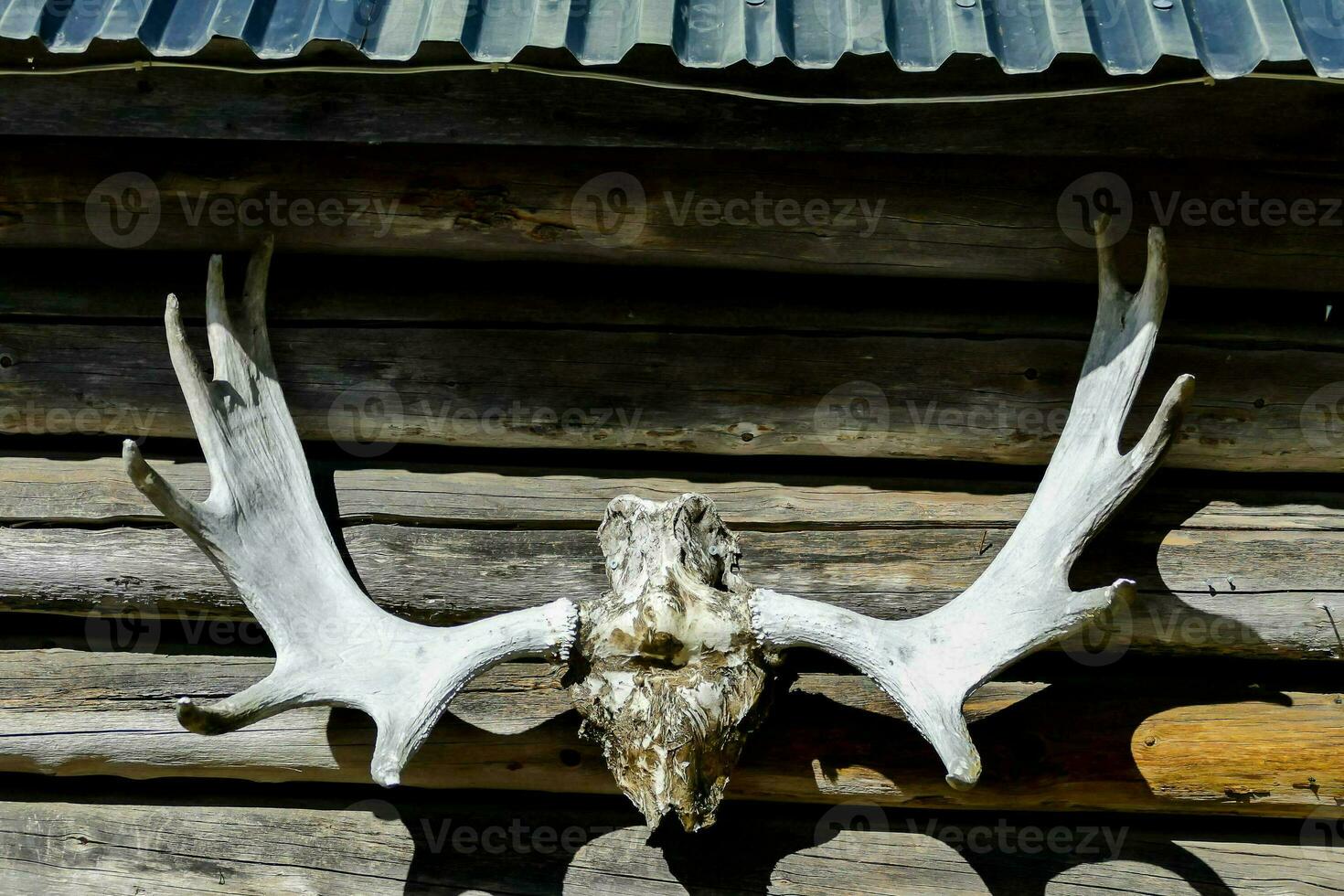 Antlers on the wall photo