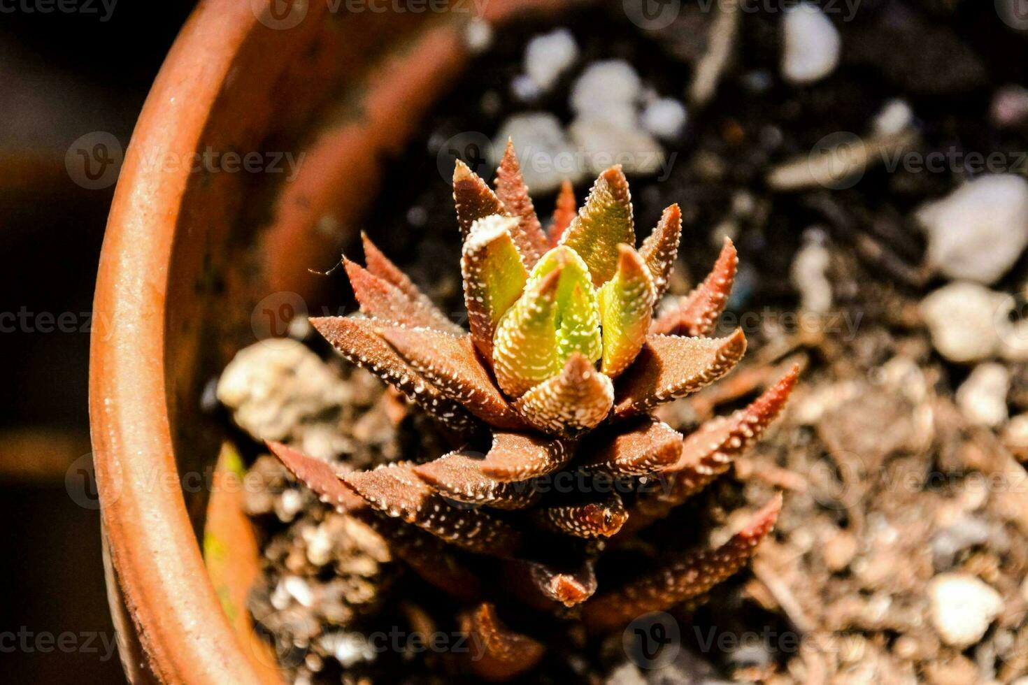 pequeño suculento planta foto