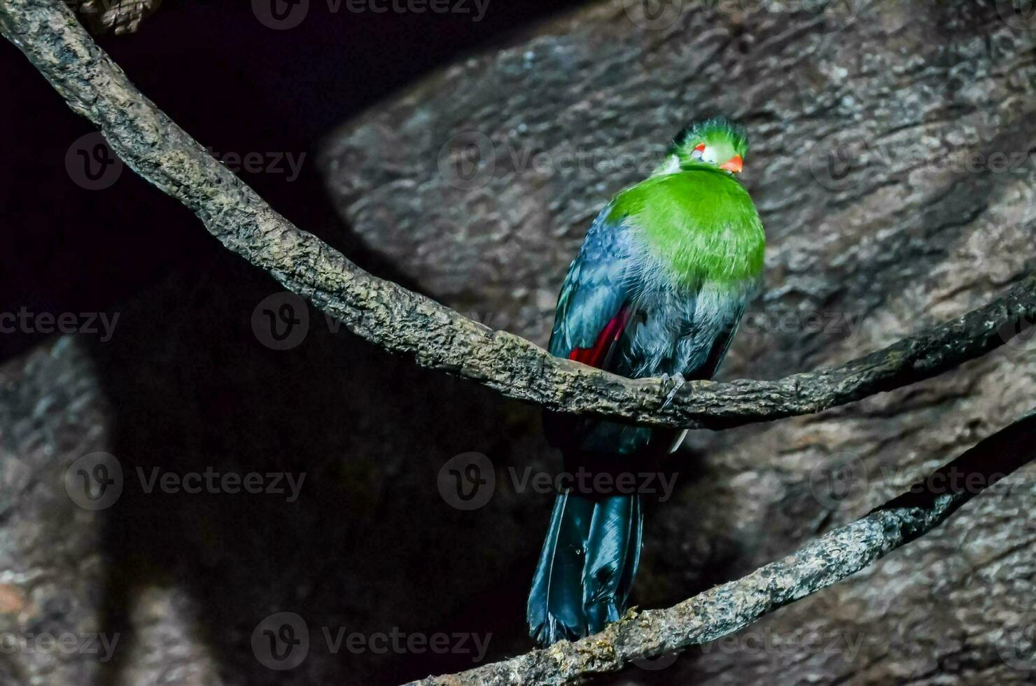 verde y azul pájaro foto