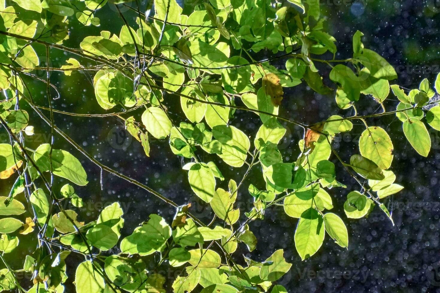 Leaves on the branches photo