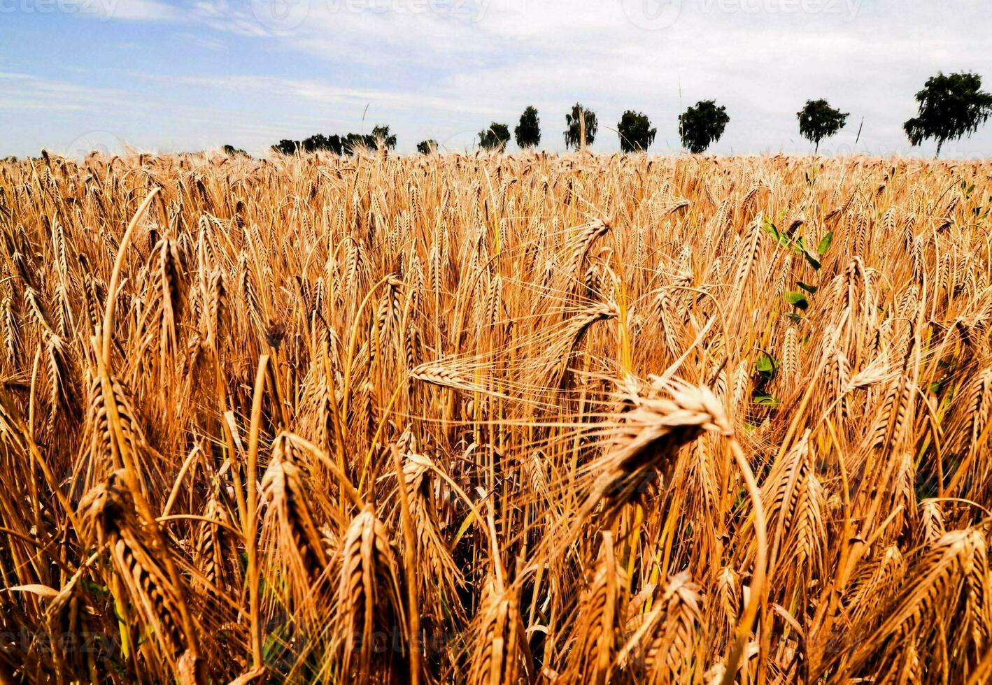 View of the wheat field photo
