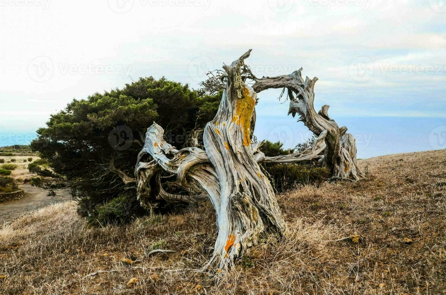 Old fallen tree photo