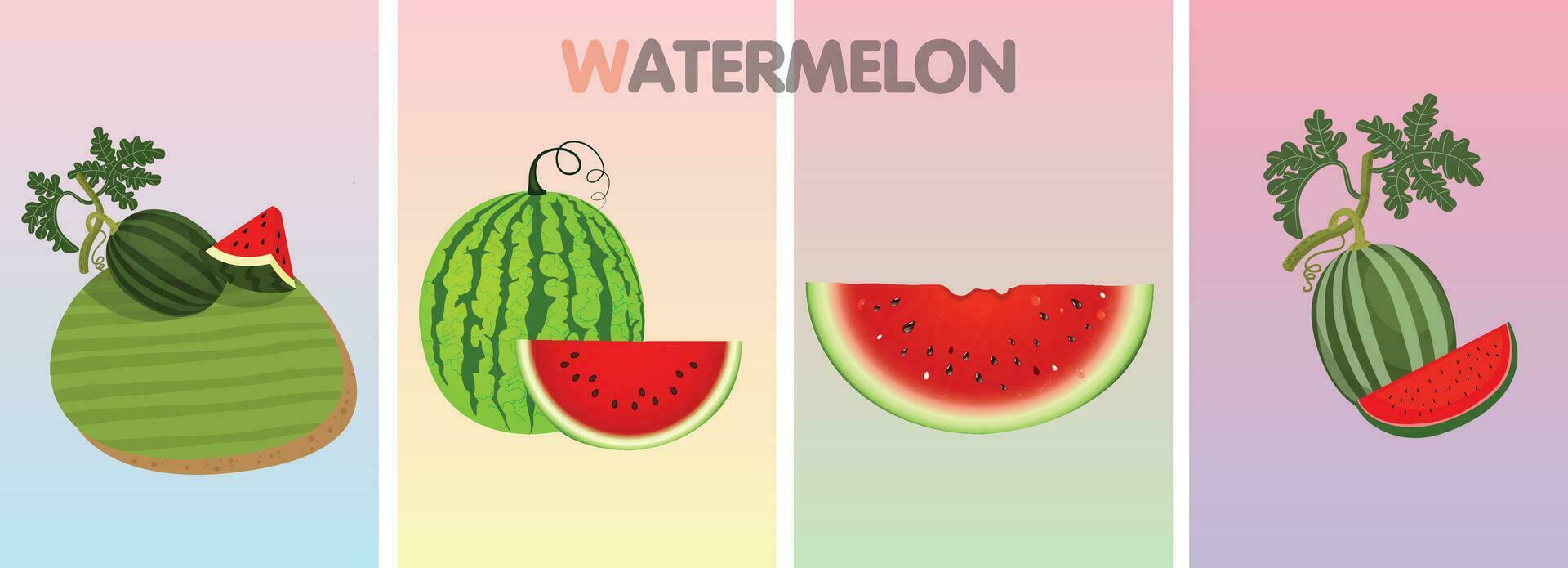 Watermelon fruit vector set. Fresh green open watermelon, slices and triangles. A slice of red watermelon with a bite. Natural illustration of the freshness of watermelon