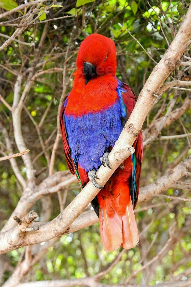 Tropical red bird photo