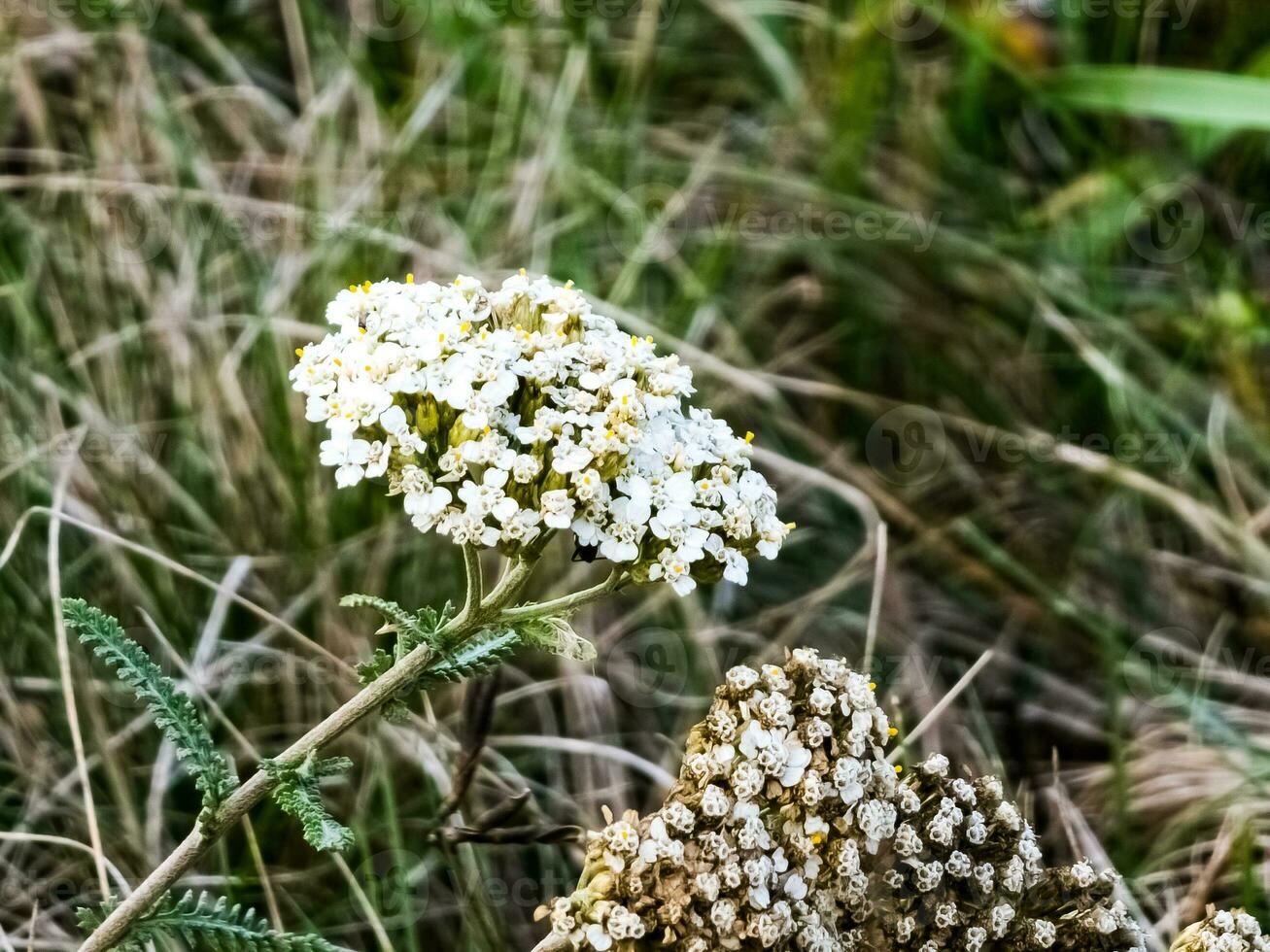 Achillea millefolium, commonly known as yarrow or common yarrow, is a flowering plant in the family Asteraceae. photo