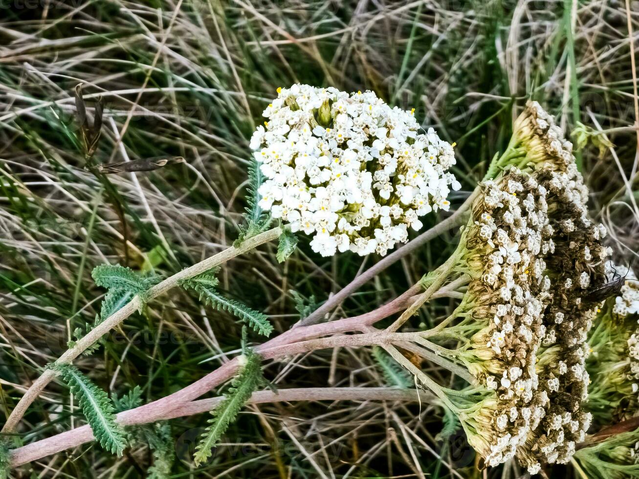 Achillea millefolium, commonly known as yarrow or common yarrow, is a flowering plant in the family Asteraceae. photo