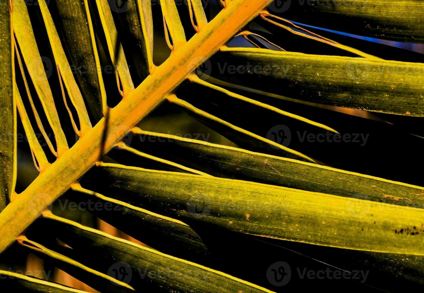 Leaves close up photo