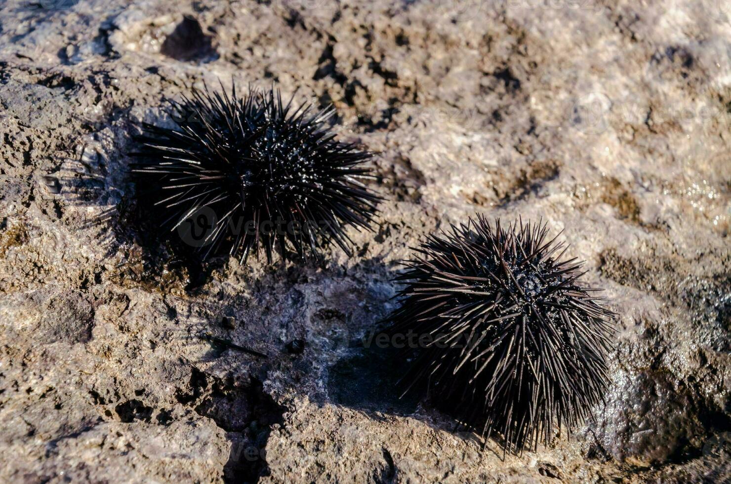 Sea urchins on the shore photo
