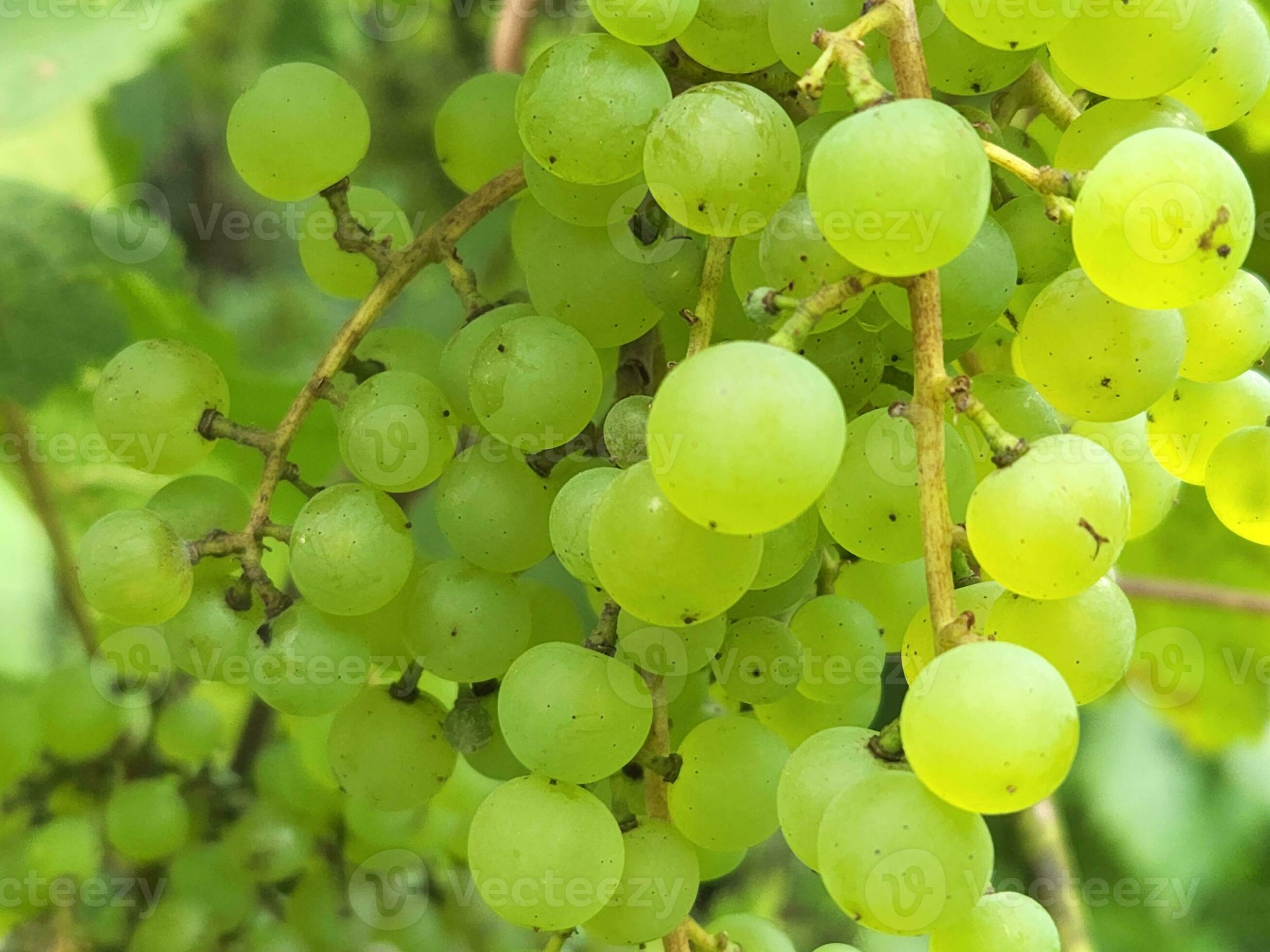 Grape. Bunches of light grapes. Natural background with grapes 34197652