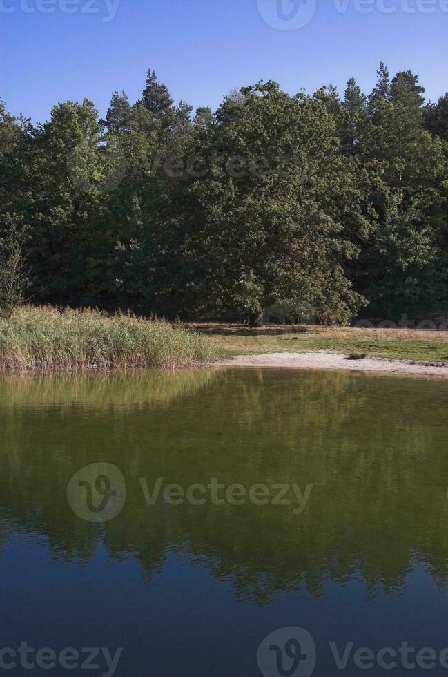 lake summer landscape photo