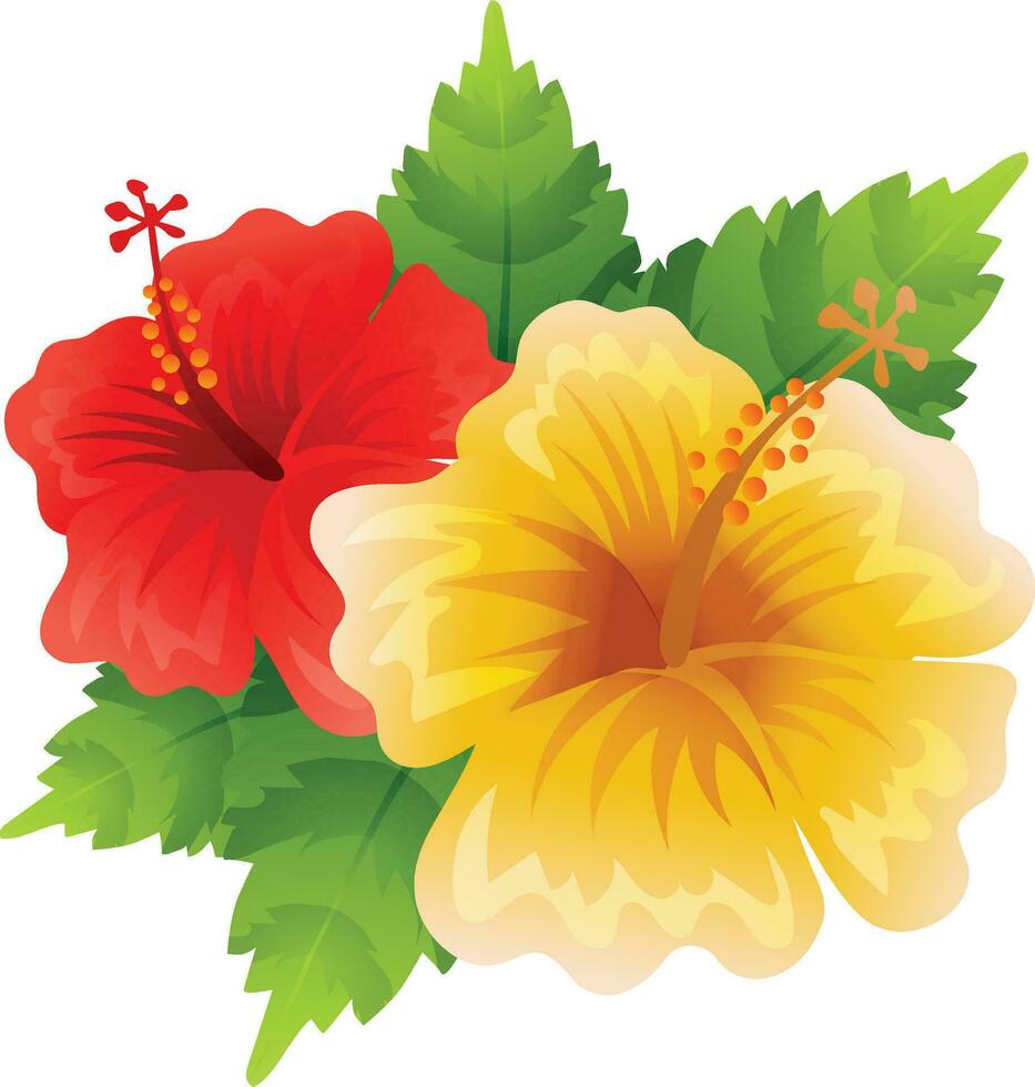 hibiscus flower vector illustration