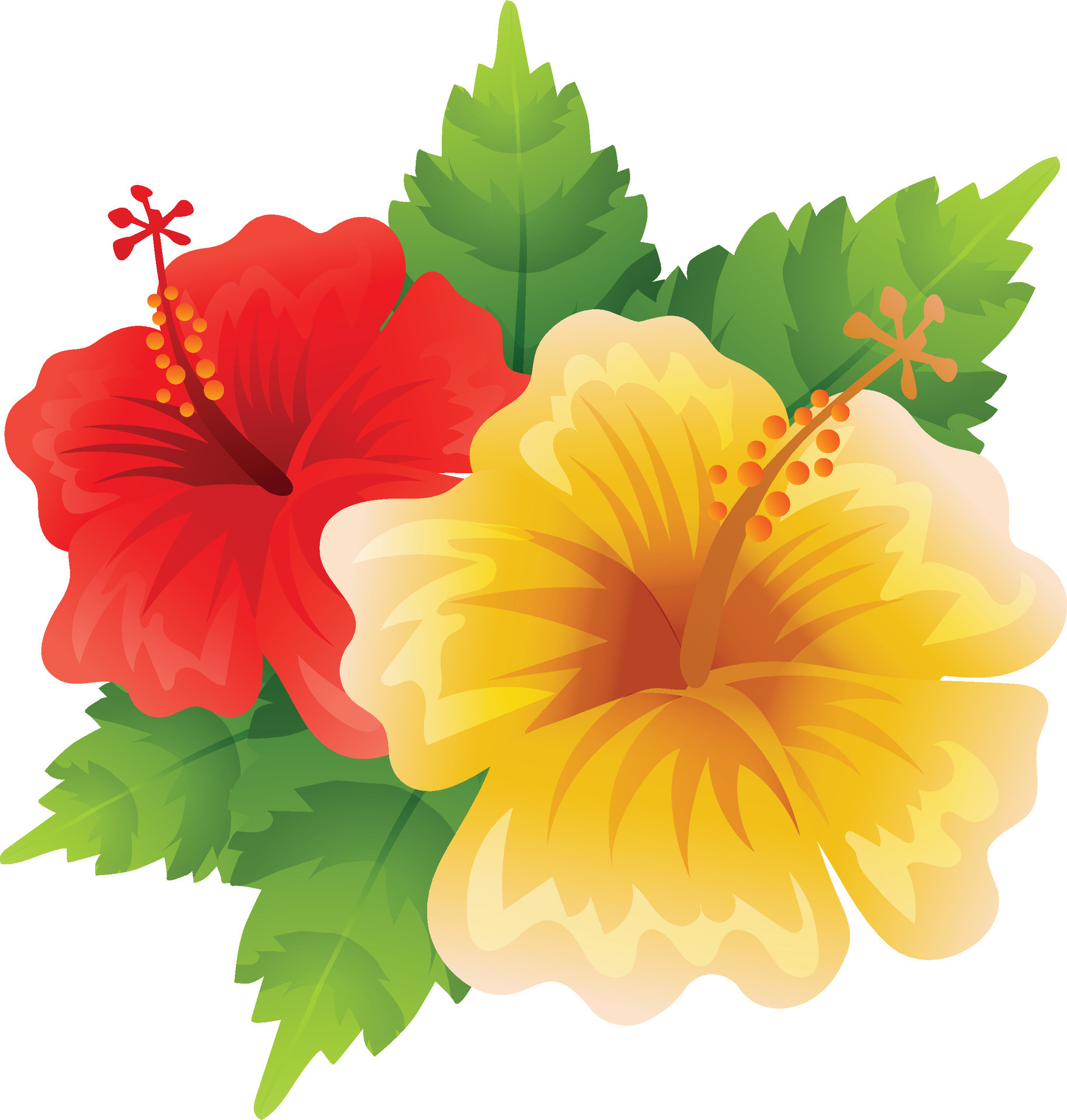 hibiscus flower vector illustration 34197917 Vector Art at Vecteezy