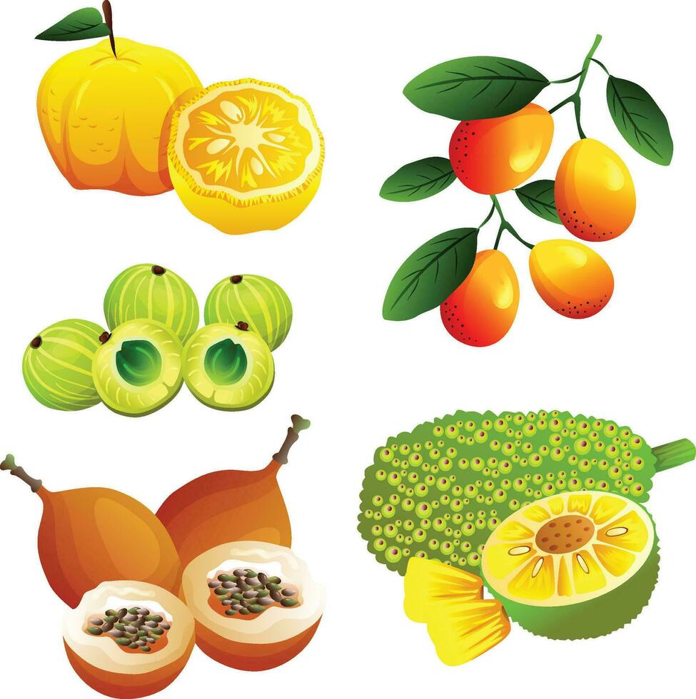 set of exotic fruits vector